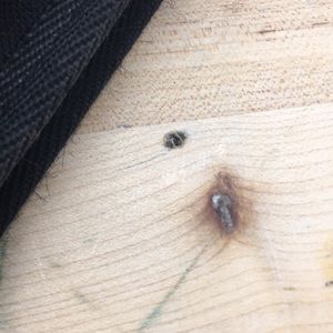 Meet your Posher, Bryce